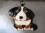 バーニーズの犬キーホルダー